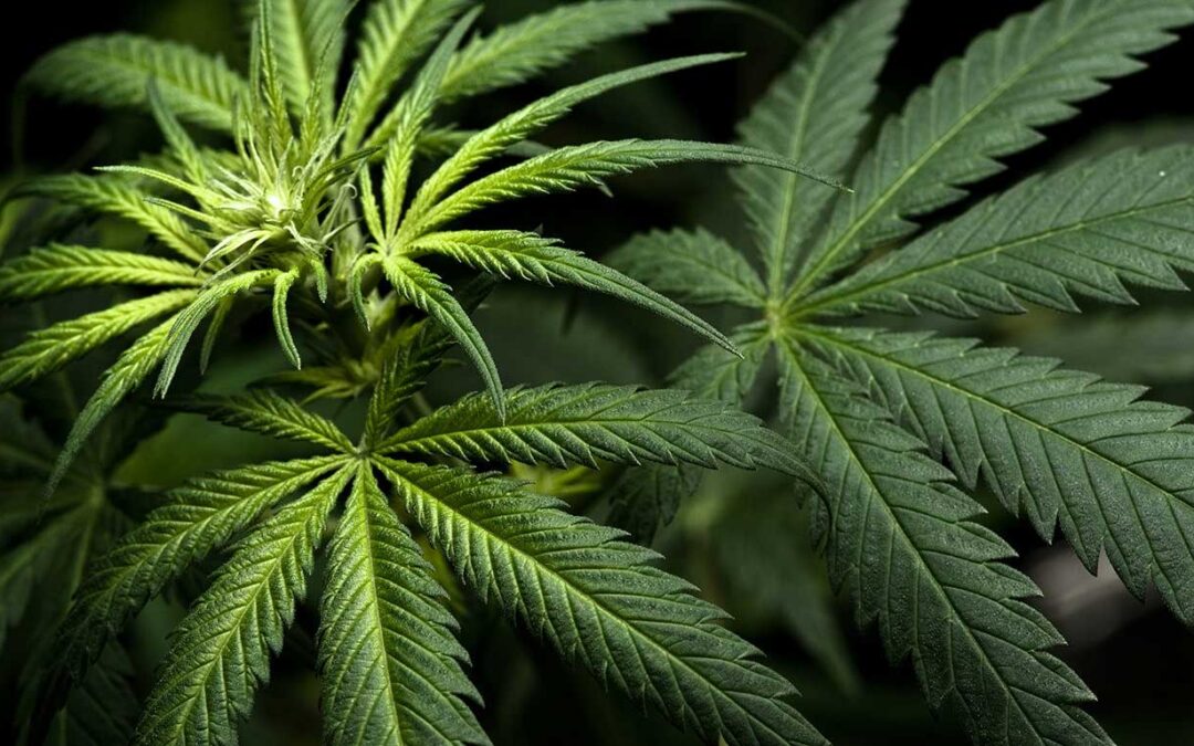 Marijuana – friend or foe?