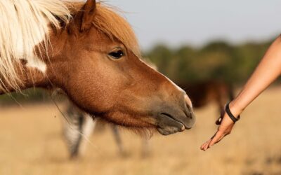 How Animal-Assisted Therapy Can Help in Treating Addiction