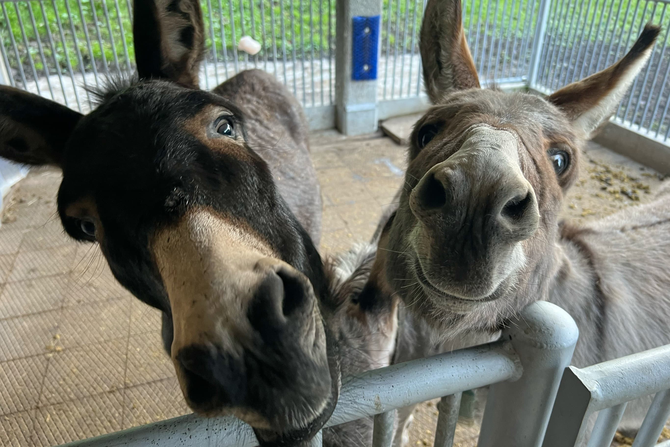 Donkeys Addiction Recovery